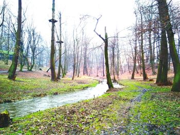 View of trees in forest