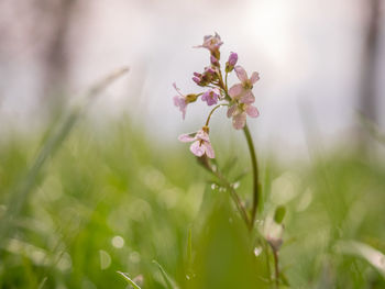 Close-up of flowering plant