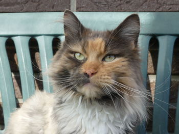 Close-up portrait of a cat