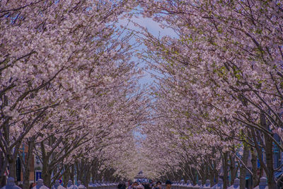 View of cherry blossom trees