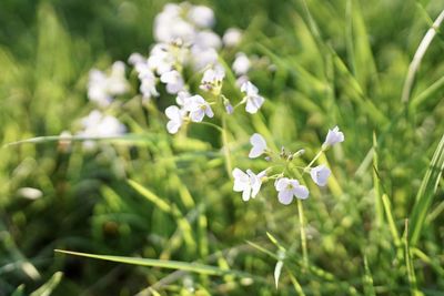 Close-up of white flowering plant