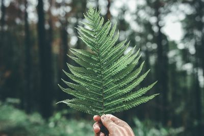 Close-up of cropped hand of person holding fern leaves