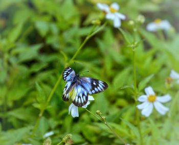 Close-up of butterfly on purple flower