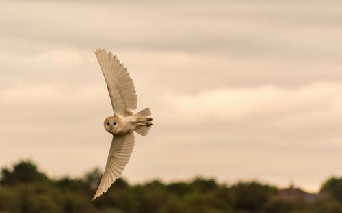 Alert white owl flying