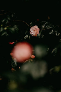 Close-up of rose flower