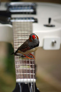 Close-up of bird perching in cage