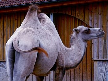 Camel close-up 