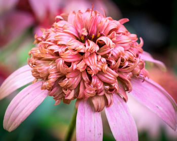 Close-up of pink flower blooming at park
