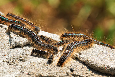 Closeup of forest tent caterpillars crawling over cement.