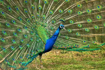Close-up of peacock