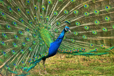 Close-up of peacock