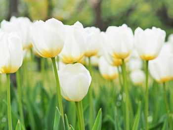 Close-up of white flowers