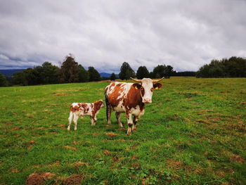 Cows standing in a field