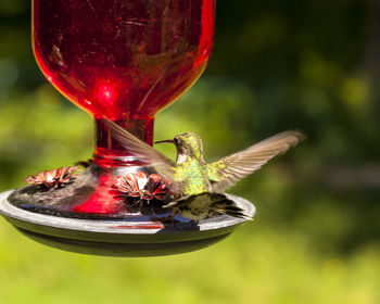 Close-up of bird flying
