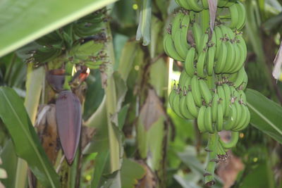 Close-up of fruits growing on plant