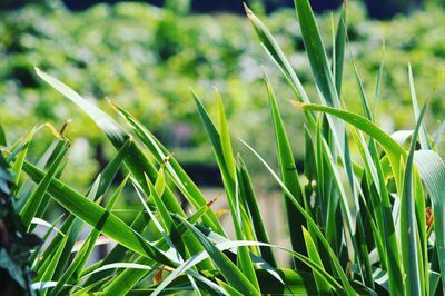 Close-up of grass growing on field