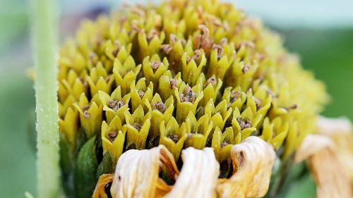 Close-up of yellow flowering plant