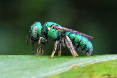 Close-up of insect on leaf