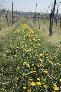 Close-up of yellow flowers growing in field