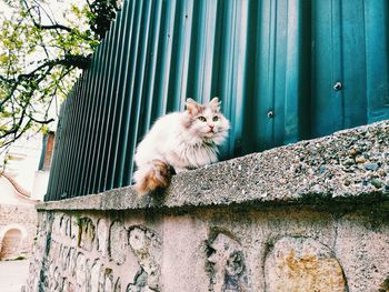 Cat sitting on retaining wall