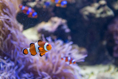 Clownfish swimming in sea