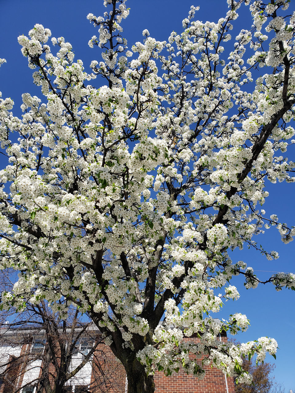 plant, tree, growth, flower, flowering plant, beauty in nature, blossom, branch, nature, fragility, springtime, freshness, low angle view, spring, sky, no people, day, fruit tree, clear sky, outdoors, produce, botany, blue, white, sunlight, cherry blossom