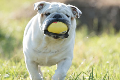 Isolated english bulldog playing with his favorite toy