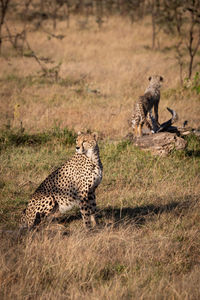 Cheetah on field in zoo