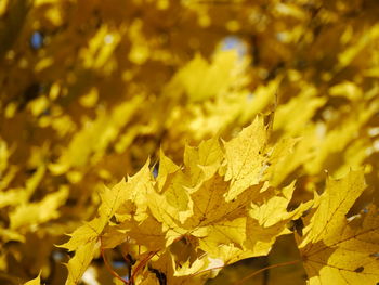 Full frame shot of yellow plants during autumn