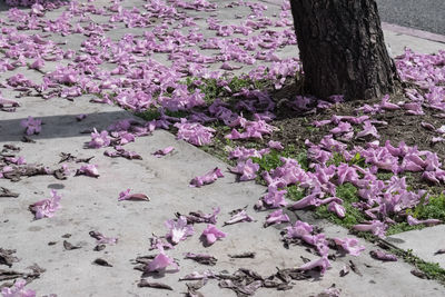 Pink flowers on tree trunk