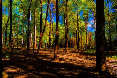 Trees in forest during autumn