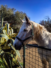 Horse in ranch against sky