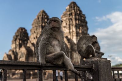 Low angle view of monkey sitting on railing against sky
