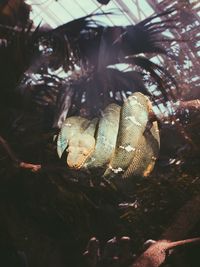 Close-up of bird in zoo