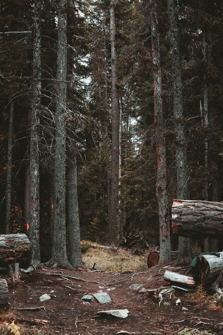 TREES GROWING IN FOREST