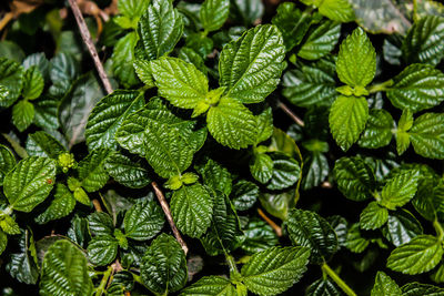 Full frame shot of leaves