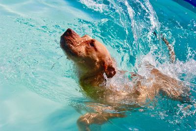 Dog swimming in pool