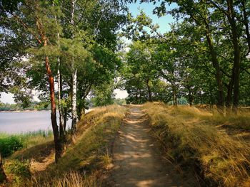 Dirt road along trees in forest