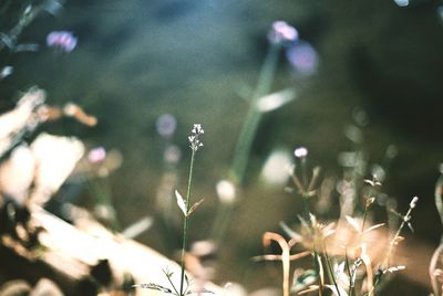 Close-up of raindrops on flowers