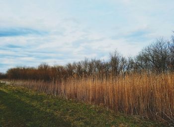 Plants growing on land against sky