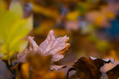 Close-up of maple leaf during autumn