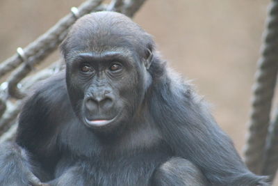 Portrait of monkey looking away in zoo