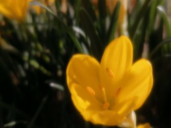 Close-up of yellow crocus flower