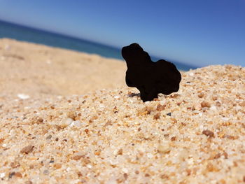 Close-up of a shell on beach