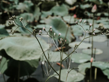 Close-up of flowering plant