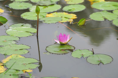 water lily