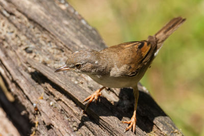 Close-up of bird perching on wood