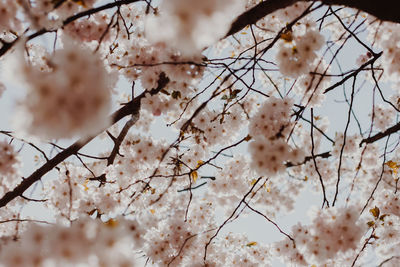 Low angle view of cherry blossom tree