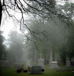 Trees in cemetery against sky