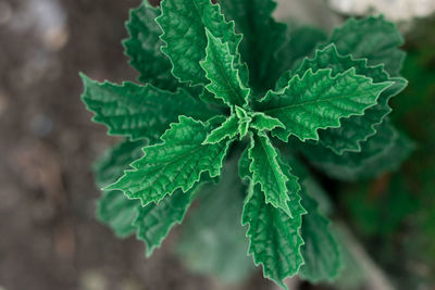 Close-up of green leaves